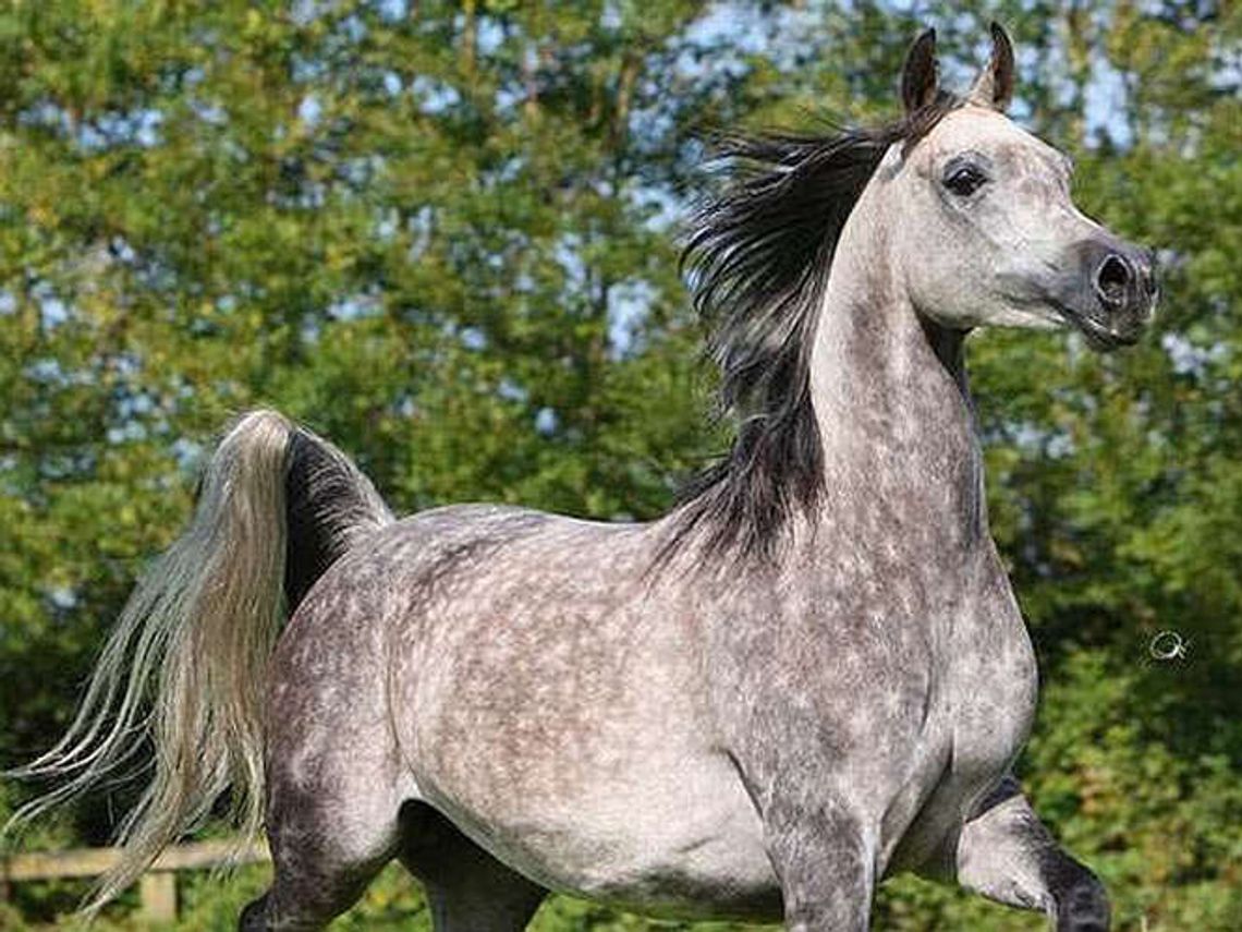 Padła kolejna klacz należąca do Shirley Watts. "To efekt celowego działania osób trzecich"