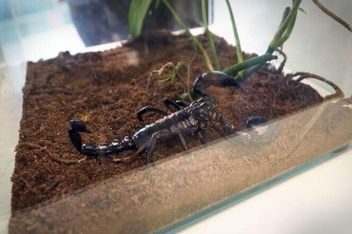 Pająki, gekony i skorpiony w galerii Felicity (zdjęcia) Pająki, gekony i skorpiony w galerii Felicity (zdjęcia)