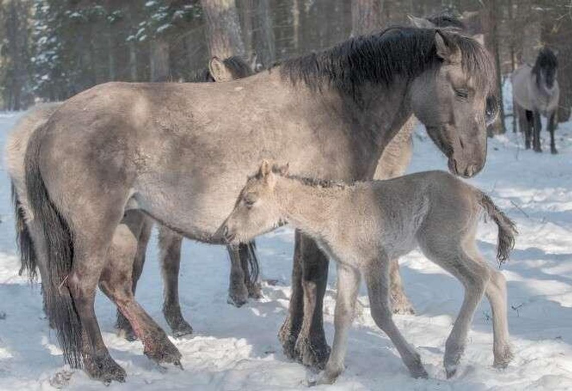 Pako sprawił się na medal. Są źrebaczki
