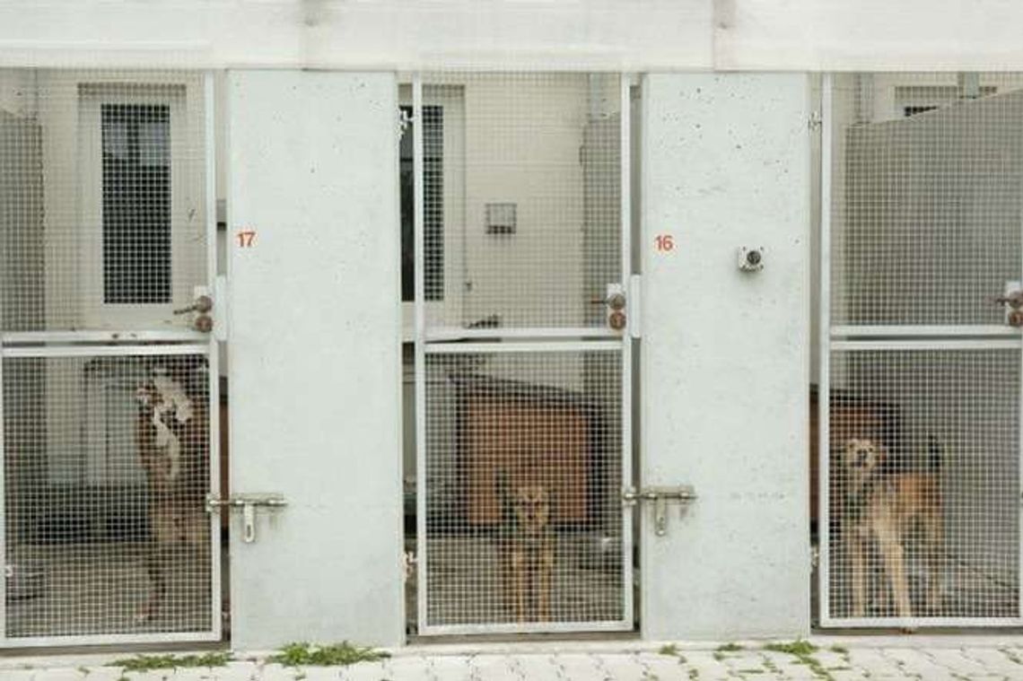 Pamiętaj o psie, gdy wyjeżdżasz na urlop. Hotele dla zwierząt w Lublinie i okolicach