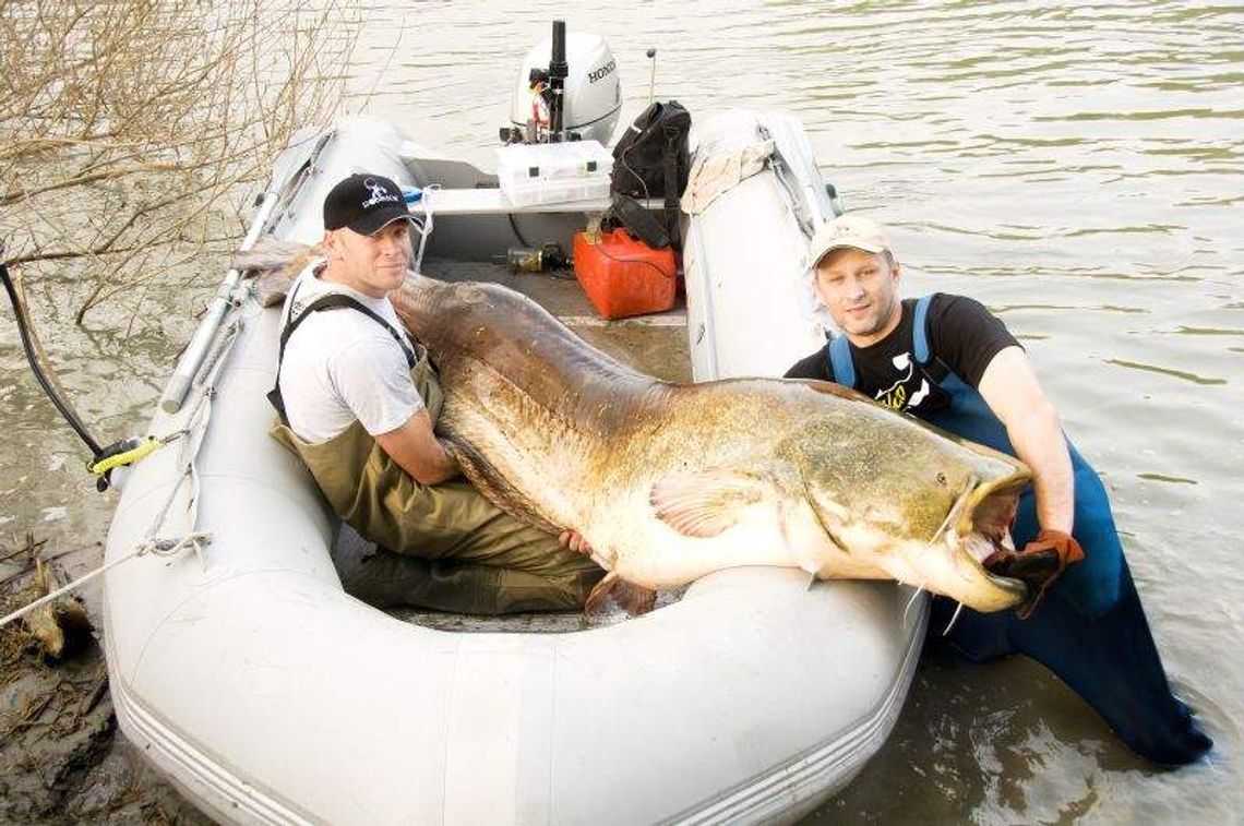 Pan Piotr złowił rybę-giganta (wideo)