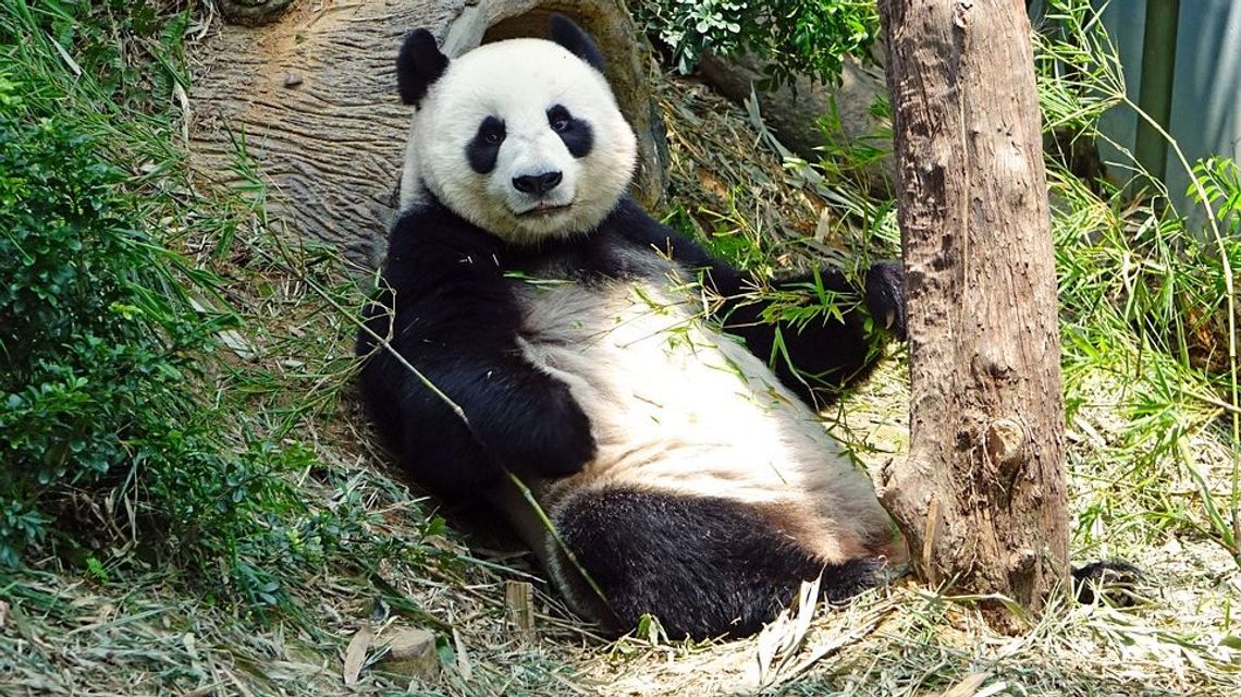 Pandy wielkie pojawią się w zoo w Zamościu? To może być turystyczny hit Lubelskiego