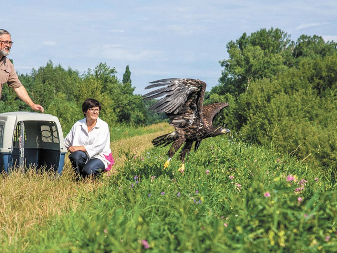 Pani bielikowa miała uraz nadgarstka. Teraz swobodnie szybuje