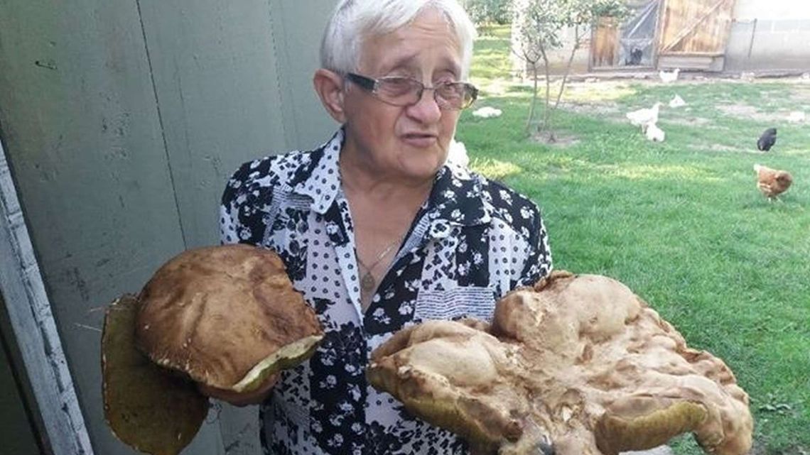 Pani Zofia znalazła prawdziwka olbrzyma. Waży 1,7 kg