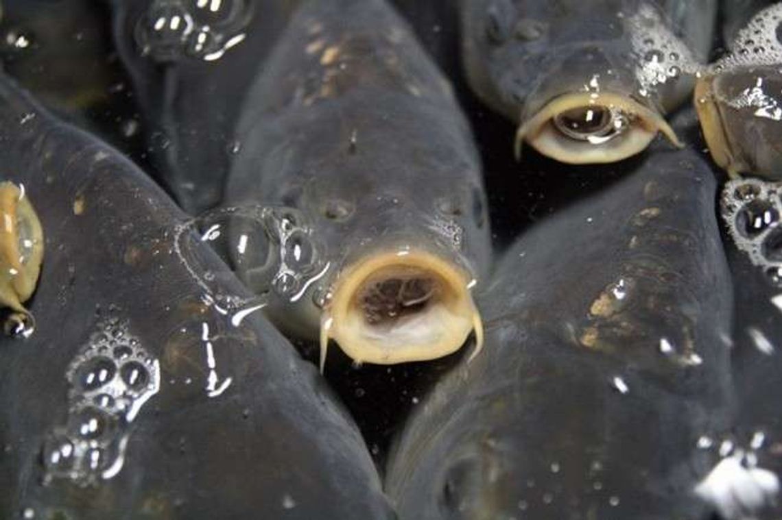 Panowie poszli na ryby. Nad miejski staw