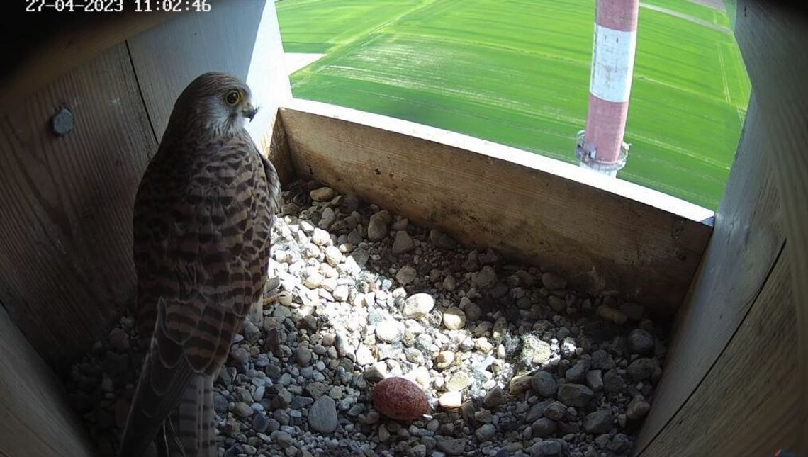 "Państwo" Betonowscy i Cementowscy. Ptasi celebryci z Chełma