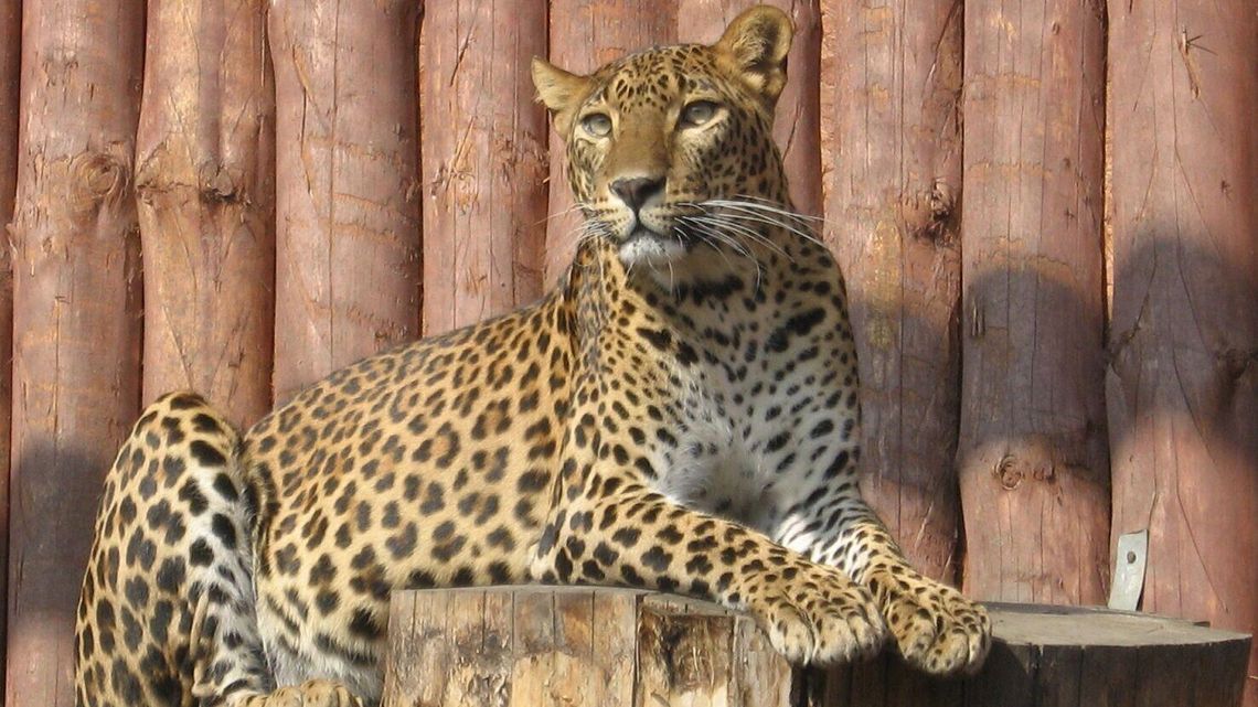 Pantera w podróży służbowej. Nowe zwierzęta w zoo w Zamościu