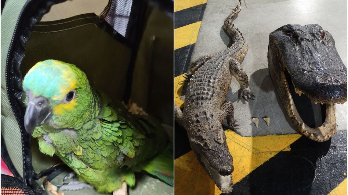 Papuga, wyroby z krokodyla - Służba Celno-Skarbowa na posterunku gatunków chronionych Papuga, wyroby z krokodyla - Służba Celno-Skarbowa na posterunku gatunków chronionych