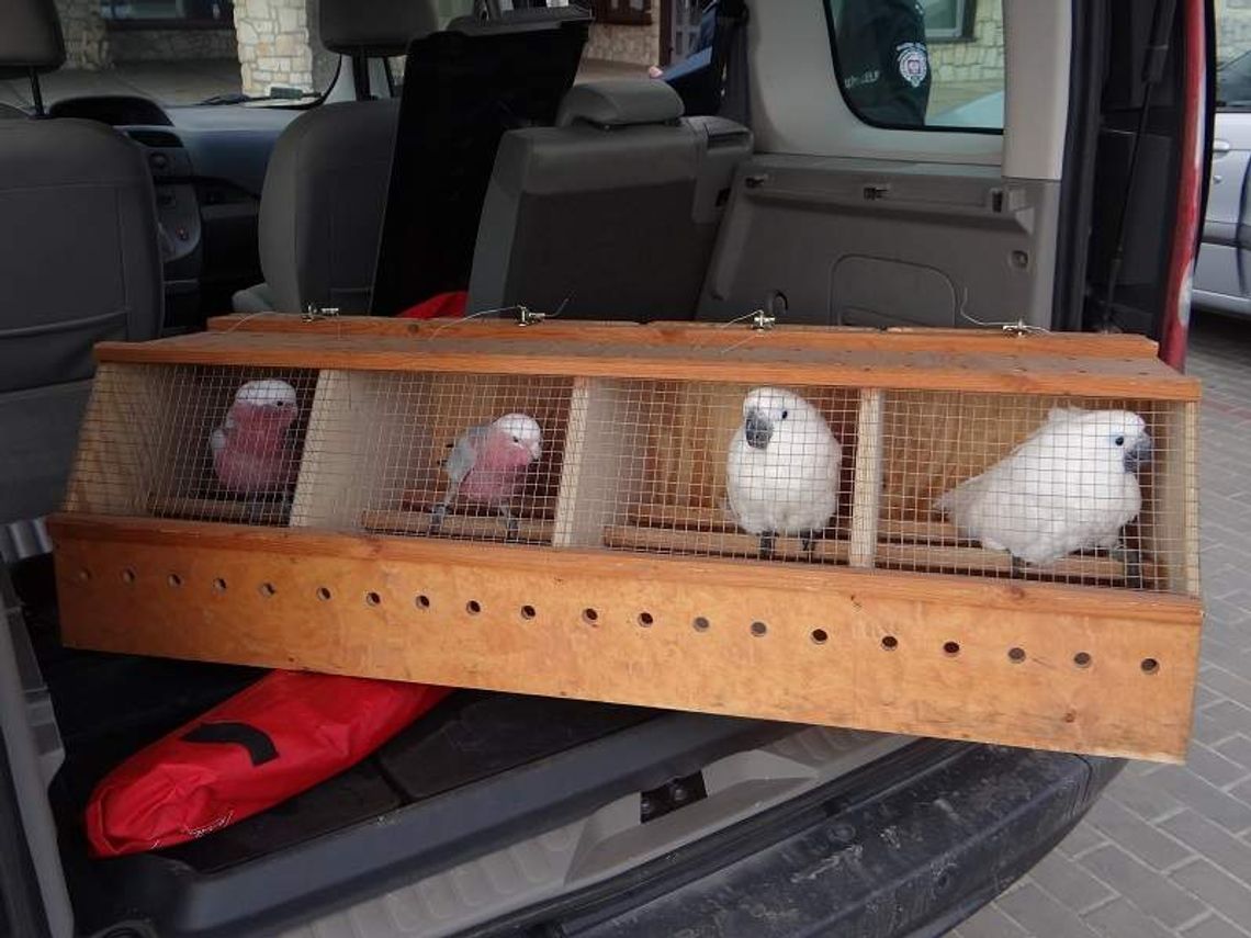 Papugi na granicy za prawie 40 tys. zł Papugi na granicy za prawie 40 tys. zł