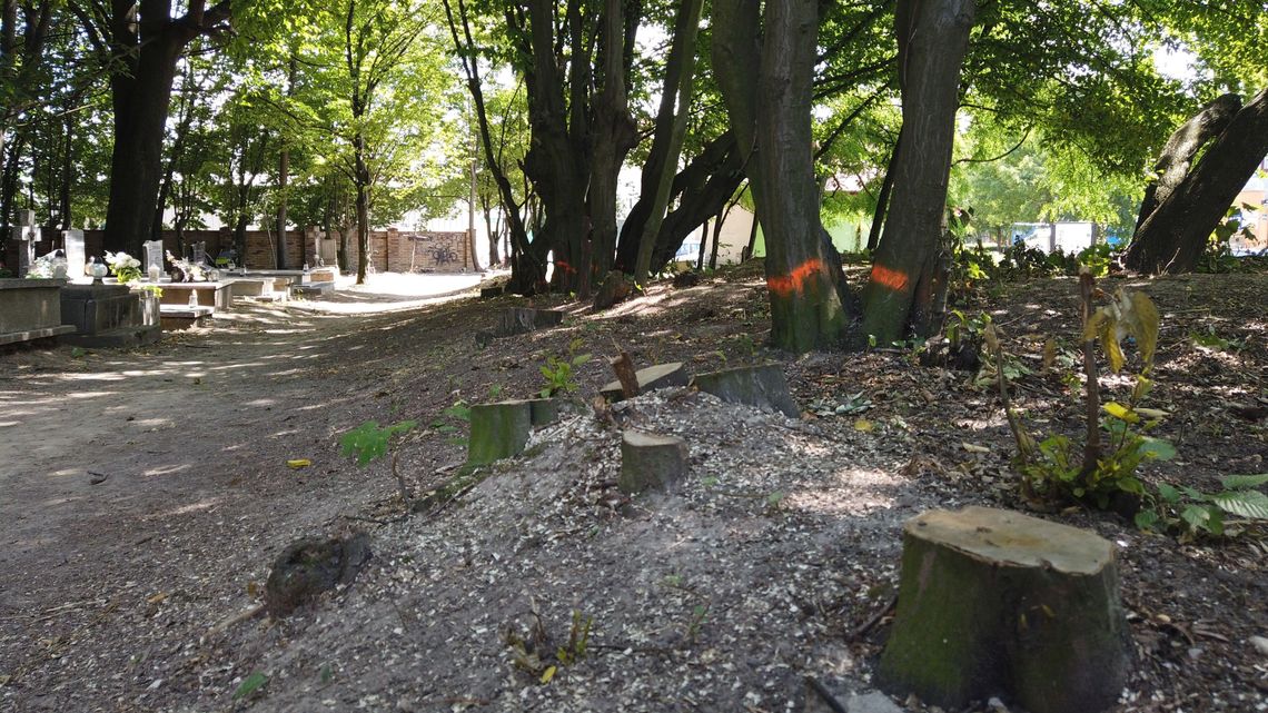 Parafia usuwa drzewa na cmentarzu. Mariawici chcą zbudować mur Parafia usuwa drzewa na cmentarzu. Mariawici chcą zbudować mur