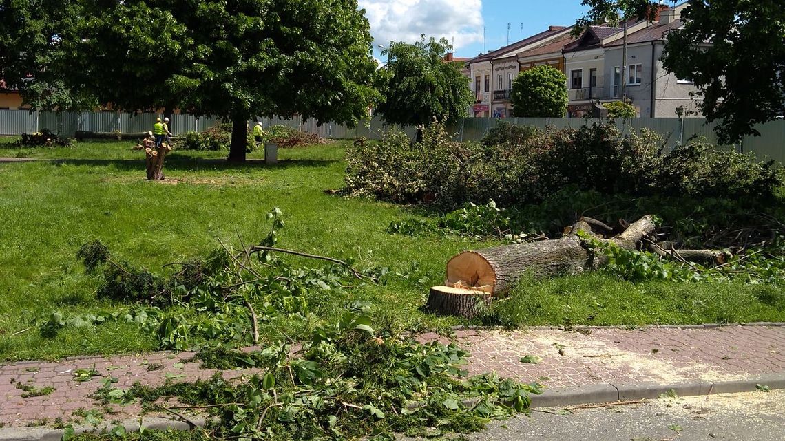 Parczew: 58 drzew wycięli w jeden dzień. Co z ptakami?