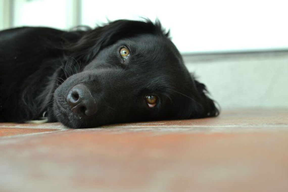 Parczew: Czipowanie psa za półdarmo, ale chętnych brak