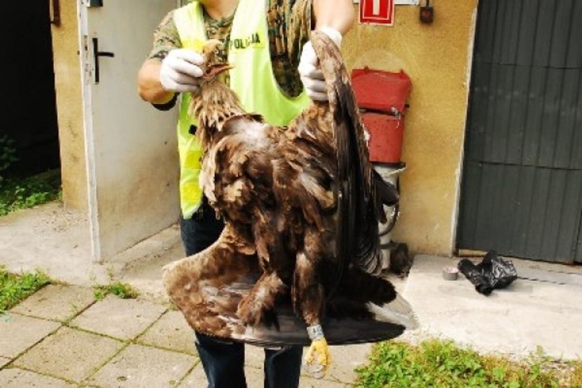 Parczew: Przerobili wiatrówki na broń ostrą (wideo)