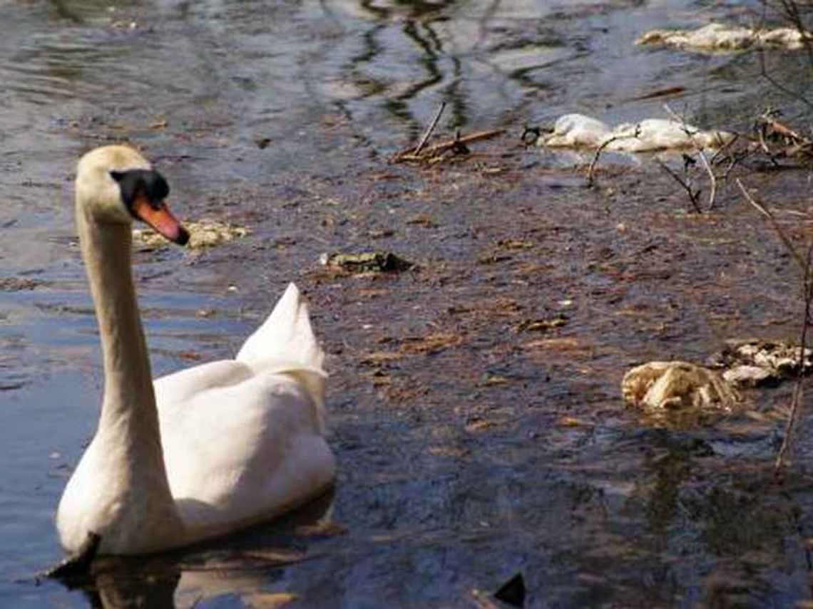 Park Czartoryskich w Puławach jak śmietnik