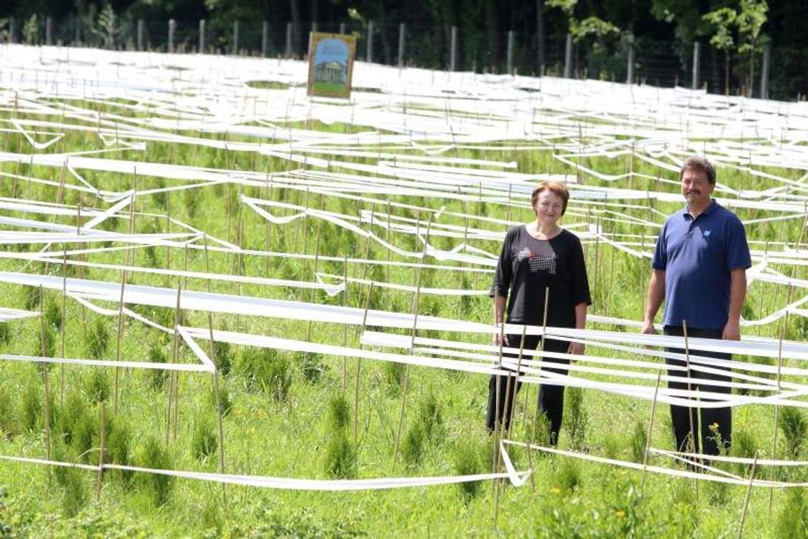 Park Labiryntów rośnie w Rąblowie