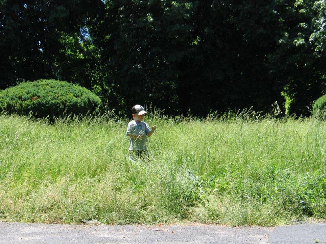 Park Miejski w Zamościu zarasta, bo czeka na wielki remont