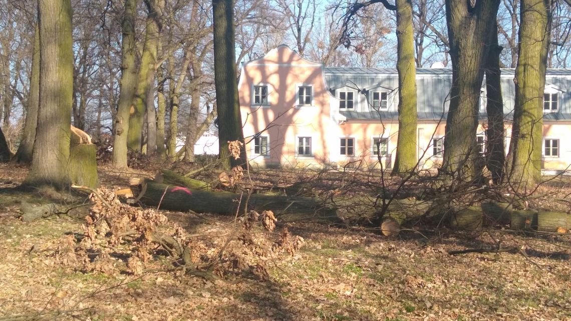 Park na Węglinie. Wycinają tam, czy nie? Park na Węglinie. Wycinają tam, czy nie?