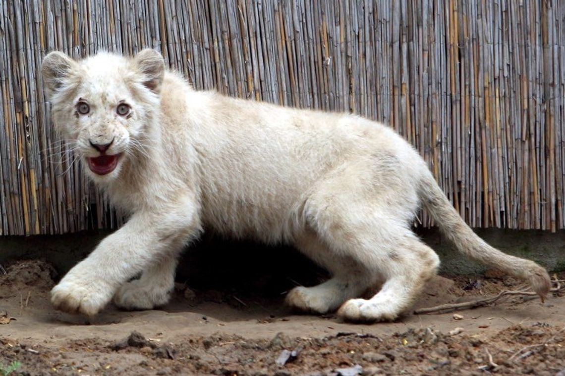 Park ze zwierzętami koło Wojciechowa. Biały lew czeka na gości (zdjęcia)