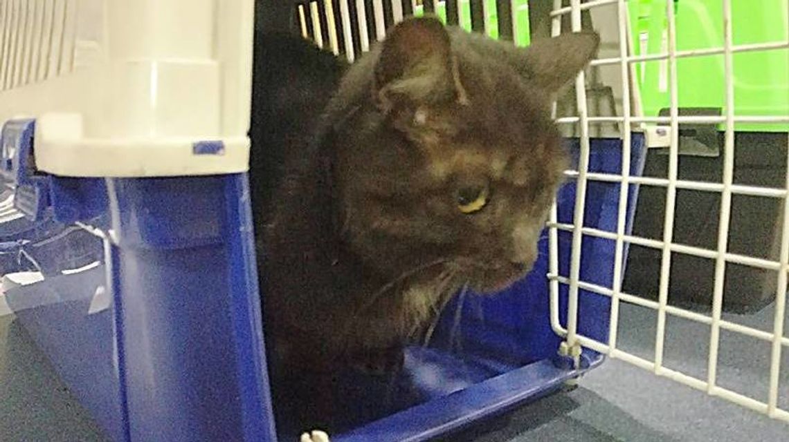 Pasażer na gapę w samolocie LOT z Lublina do Warszawy. Szukają właściciela tego kota