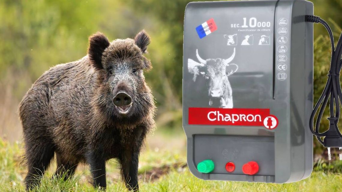 Pastuch Elektryczny na dziki – skuteczna ochrona upraw  