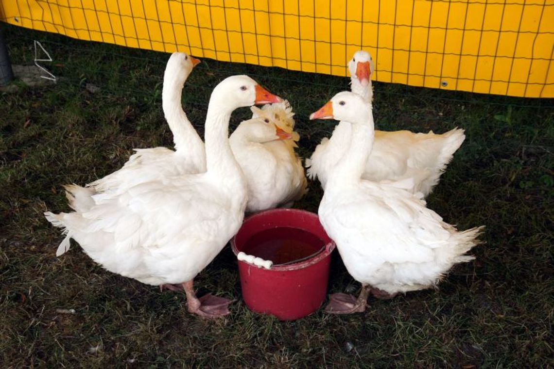 Pasze GMO mogą być stosowane do 2017 r.