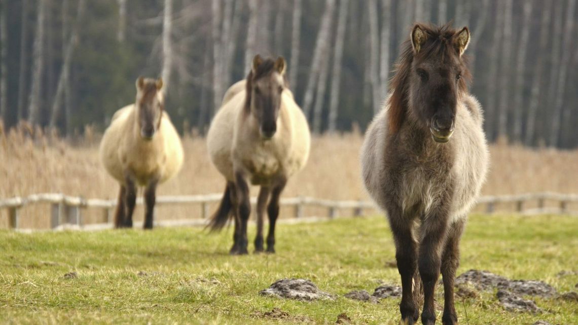 Patataj, patataj, czyli konik polski w swoim naturalnym środowisku