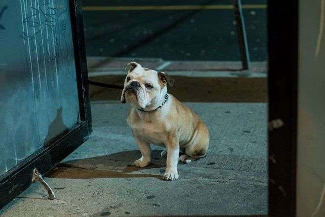 "Paterson" Jima Jarmuscha. Trzy seanse w Centrum Kultury