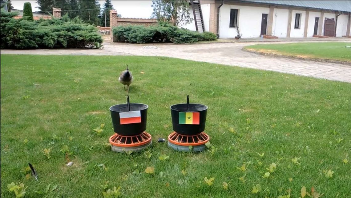 Paw z Kozłówki już wie! Wytypował zwycięzcę meczu Polska-Senegal [wideo]