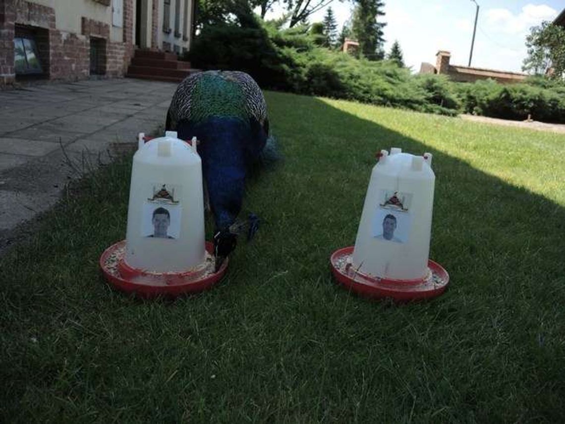 Paw z Kozłówki wskazał, kto strzeli gola w meczu Polska - Portugalia