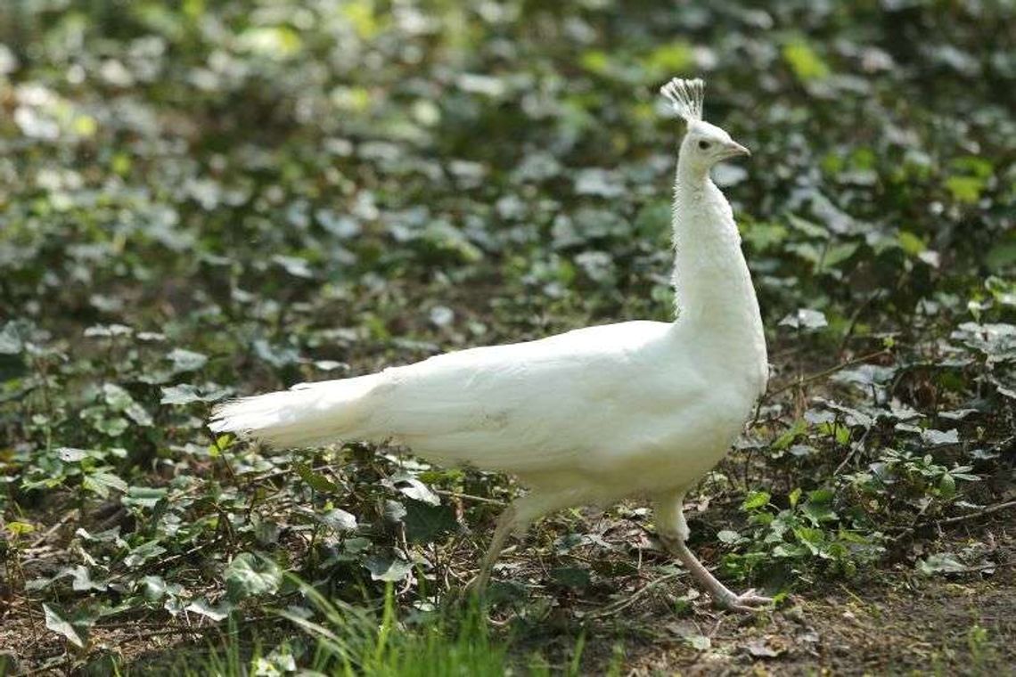 Pawie spacerowały po Ogrodzie Saskim. Pierwsze wyjście z woliery Pawie spacerowały po Ogrodzie Saskim. Pierwsze wyjście z woliery