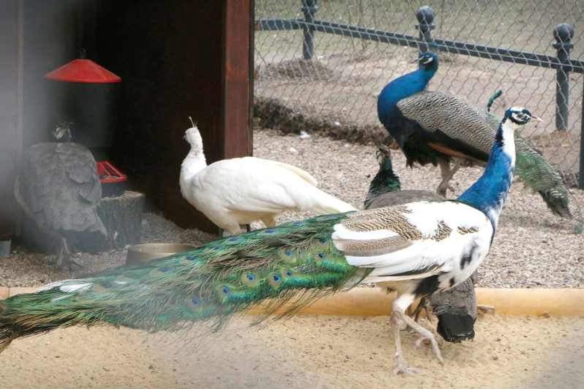 Pawie szykują się do spacerów po Ogrodzie Saskim