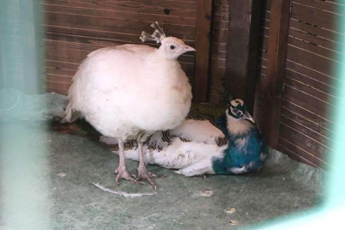 Pawie zamieszkały w Ogrodzie Saskim. Lisów jeszcze nie złapali