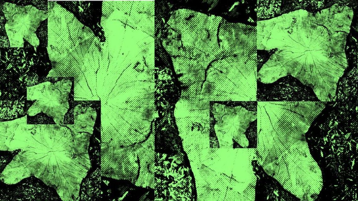 Performance "Habitat" na placu Litewskim Performance "Habitat" na placu Litewskim