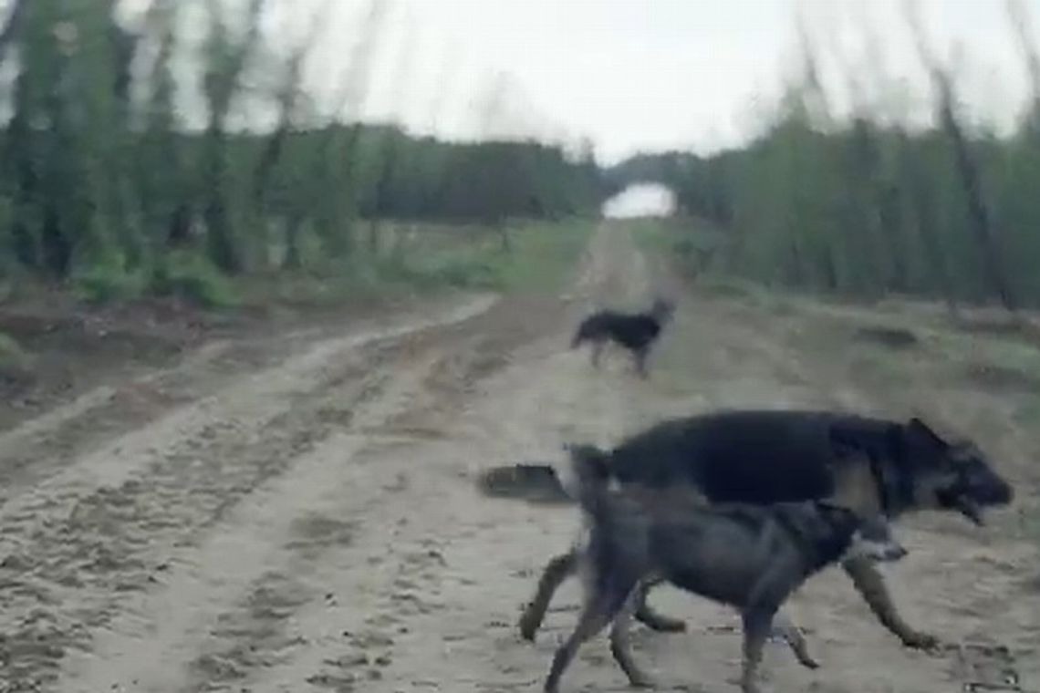 Perła z nowym piwem i kampanią reklamową (wideo)