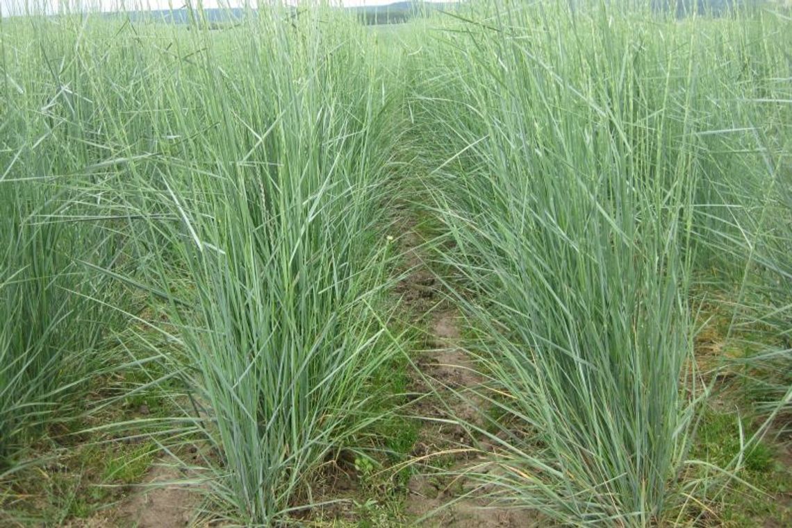 Perz energetyczny. Na biomasę i pelety