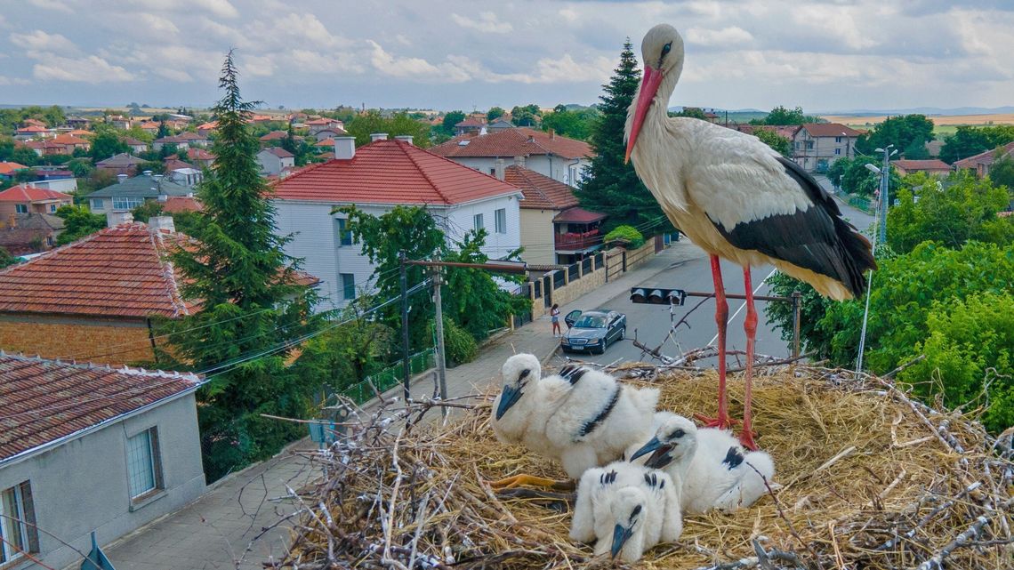 Pewnie zawsze się zastanawialiście, co bociany mają w gniazdach? Pewnie zawsze się zastanawialiście, co bociany mają w gniazdach?