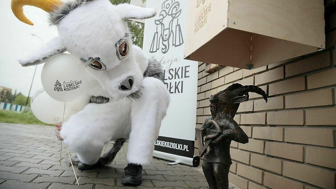 Piąty koziołek w Lublinie. Ma na imię Vetek. Gdzie go szukać? Zdjęcia Piąty koziołek w Lublinie. Ma na imię Vetek. Gdzie go szukać? Zdjęcia