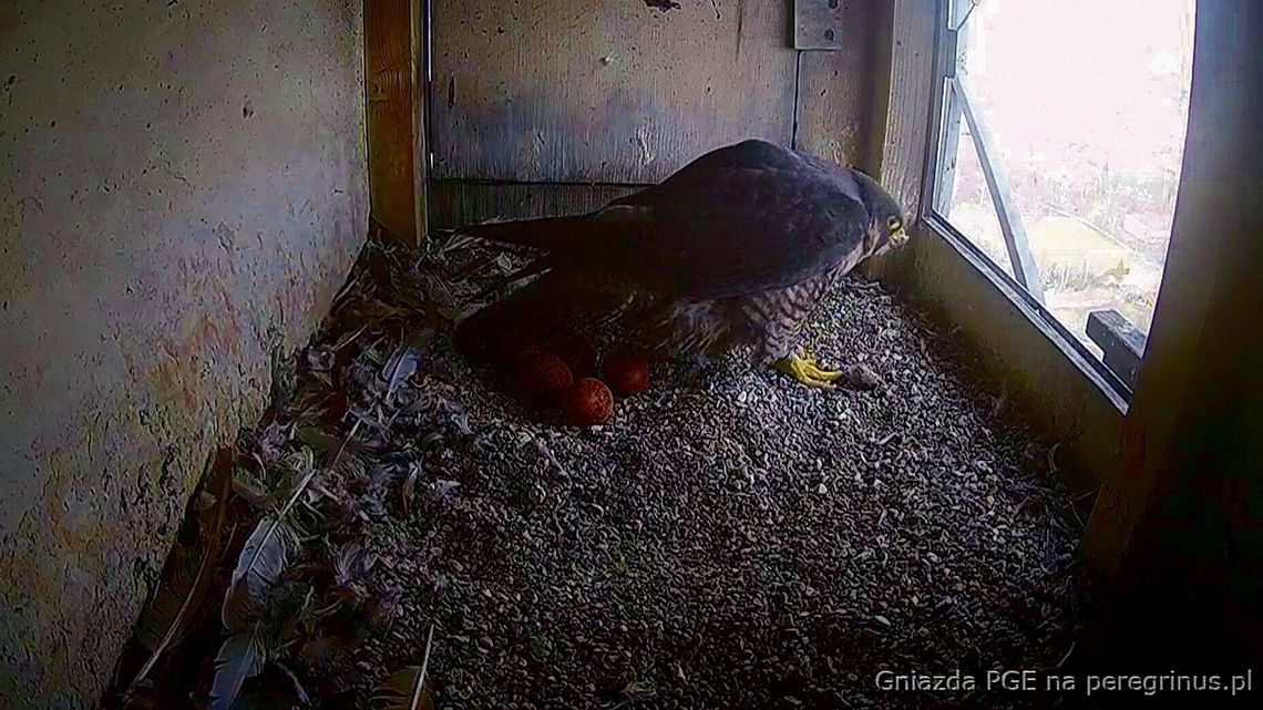 Piąty sezon lęgowy na kominie. Wrotka zniosła już 5 jaj Piąty sezon lęgowy na kominie. Wrotka zniosła już 5 jaj