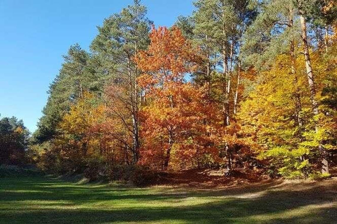 Piękna jesień na zdjęciach naszych Czytelników
