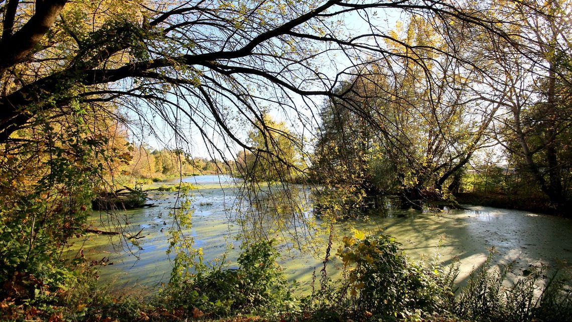 Piękna pogoda zachęca do spacerów. Jesień w Puławach na zdjęciach