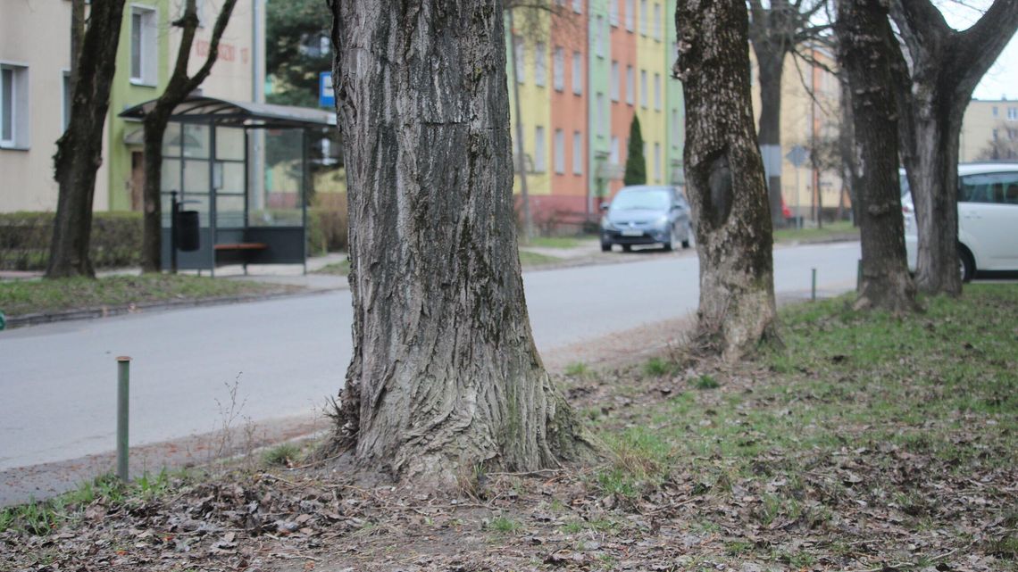Piękne klony i topole na wióry. Mieszkańcy zaskoczeni 