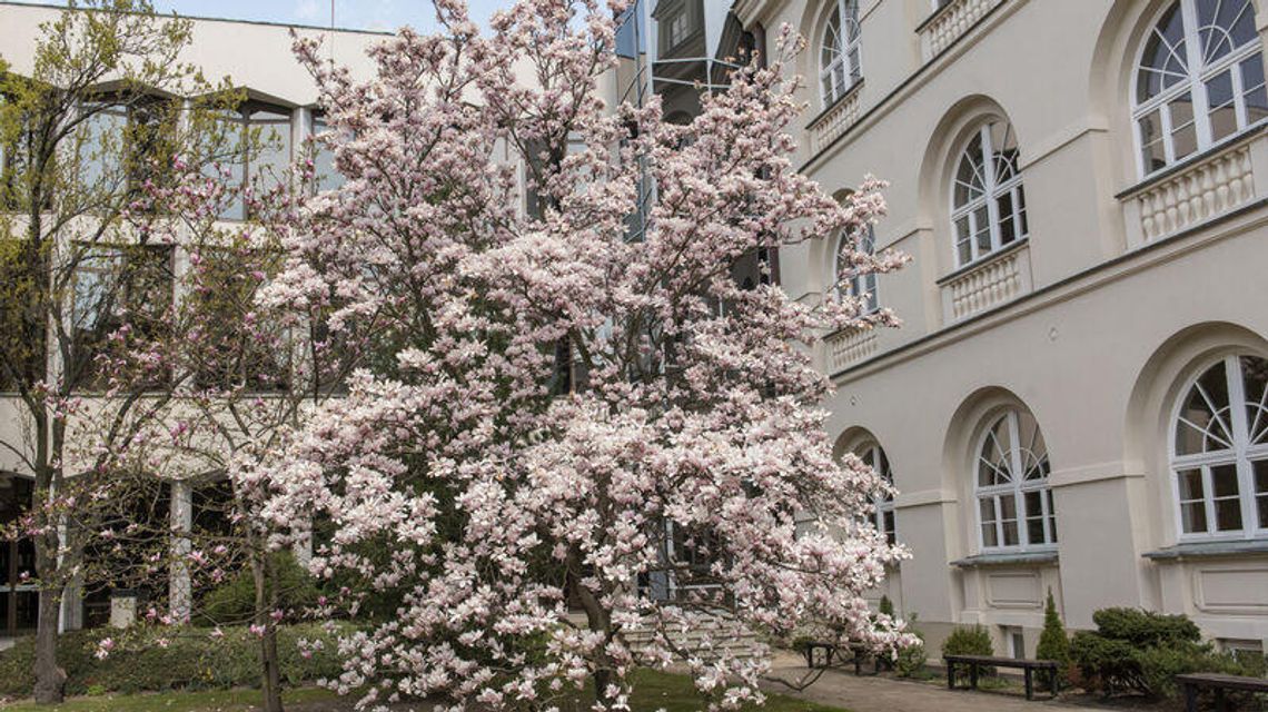 Pierwsza pojawiła się na kampusie 40 lat temu. KUL sadzi kolejne magnolie 