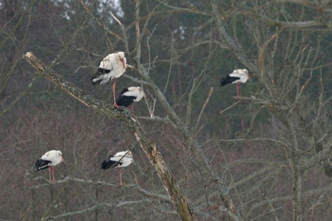 Pierwsze bociany na Roztoczu (zdjęcia)
