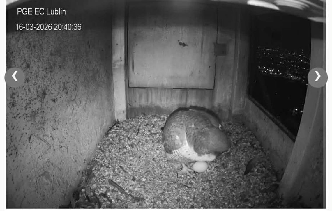 Pierwsze jajo w gnieździe lubelskich sokołów