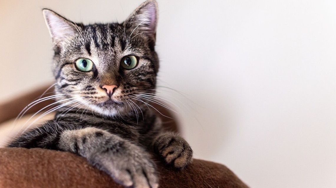 Pierwsze ognisko wścieklizny w 2025 roku stwierdzone u kota Pierwsze ognisko wścieklizny w 2025 roku stwierdzone u kota