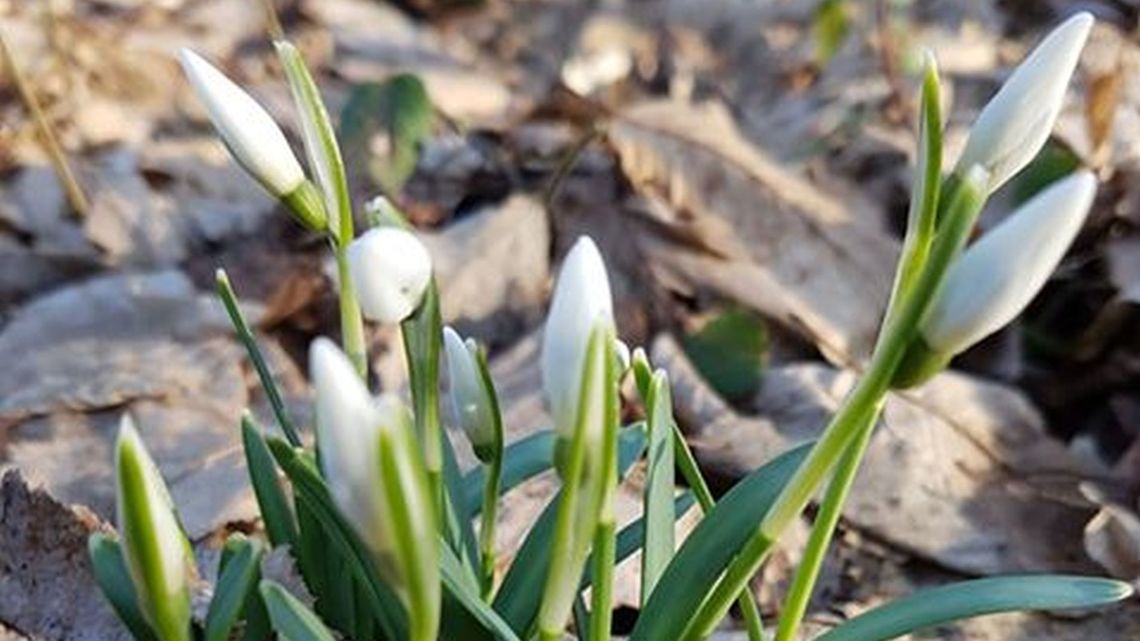 Pierwsze oznaki wiosny koło Wąwolnicy. "Za tydzień będzie tu raj" [zdjęcia]