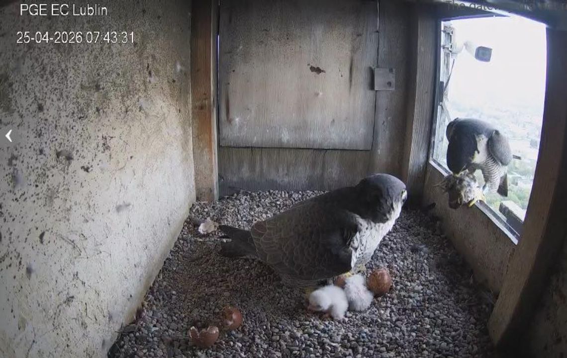 Pierwsze pisklęta w gnieździe na kominie. Sokoły z Lublina doczekały się potomstwa