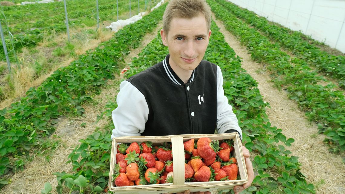 Pierwsze polskie truskawki już w sprzedaży. Jakie będą ceny w tym sezonie?