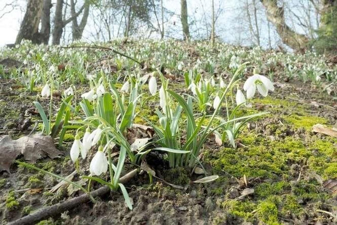 Pierwsze przebiśniegi i ciemierniki. Wiosna budzi się w Ogrodzie Botanicznym w Lublinie (zdjęcia) Pierwsze przebiśniegi i ciemierniki. Wiosna budzi się w Ogrodzie Botanicznym w Lublinie (zdjęcia)