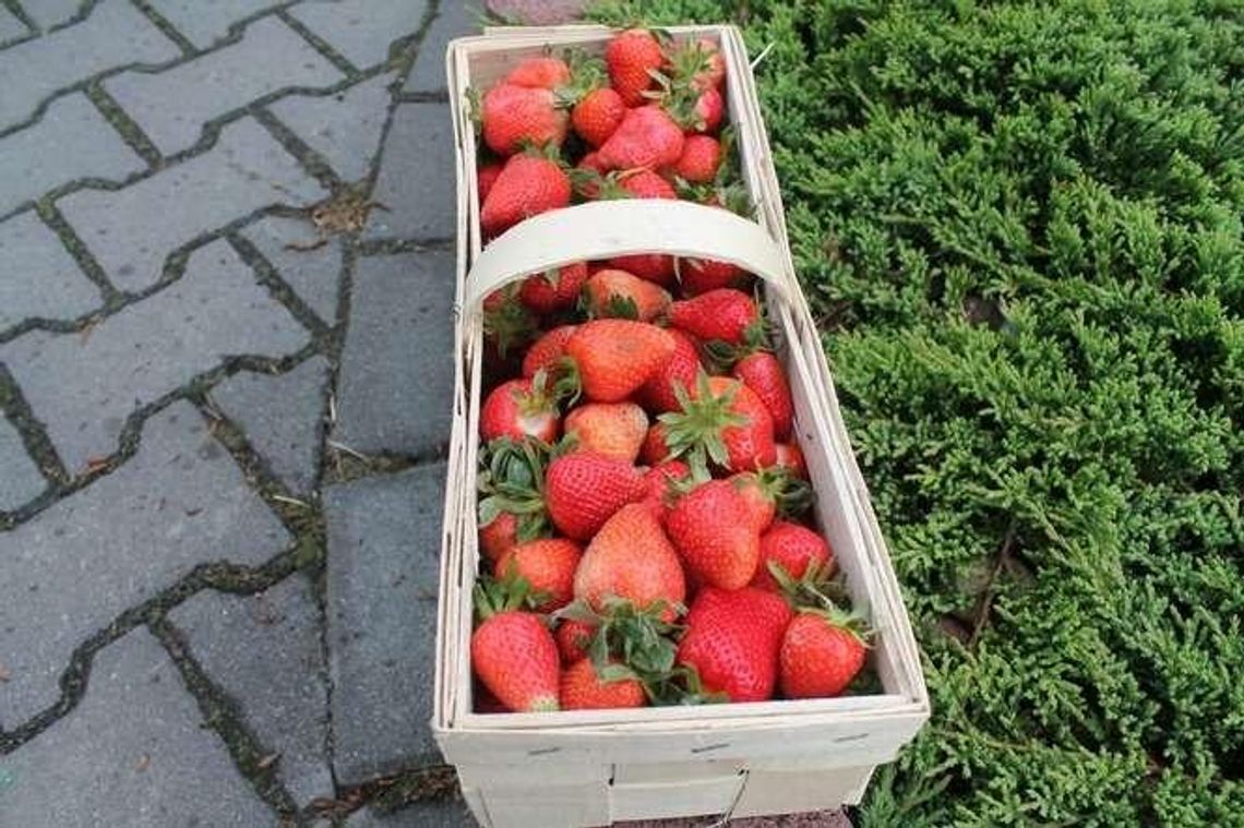 Pierwsze truskawki już są. U pani Iwony ponoć najlepsze